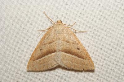 <i>Petrophora chlorosata</i>