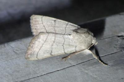 <i>Charanyca trigrammica</i>