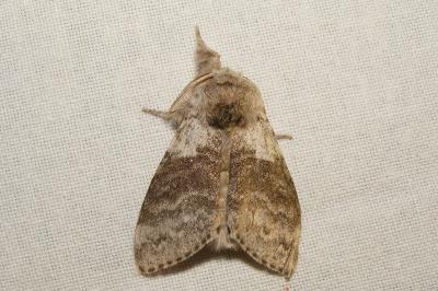 <i>Calliteara pudibunda</i>