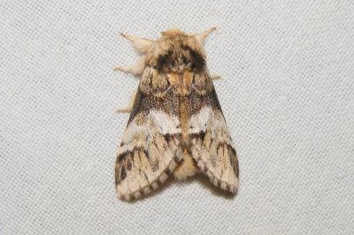 <i>Drymonia dodonaea</i>