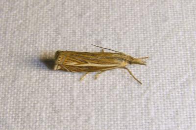 <i>Crambus lathoniellus</i>