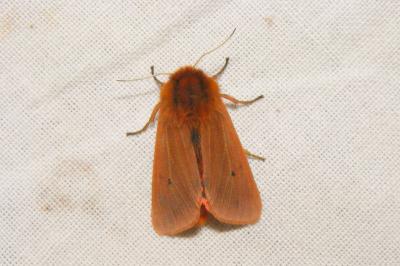 <i>Phragmatobia fuliginosa</i>