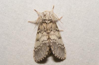 <i>Drymonia ruficornis</i>