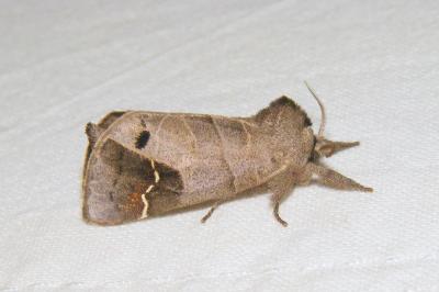 <i>Clostera anachoreta</i>