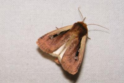 <i>Ochropleura plecta</i>