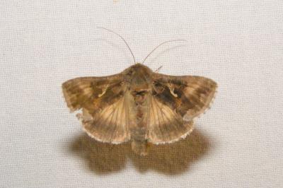 <i>Autographa gamma</i>