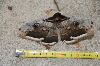 <i>Saturnia pyri</i>