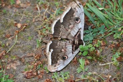 <i>Saturnia pyri</i>