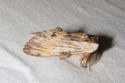 <i>Harpyia milhauseri</i>