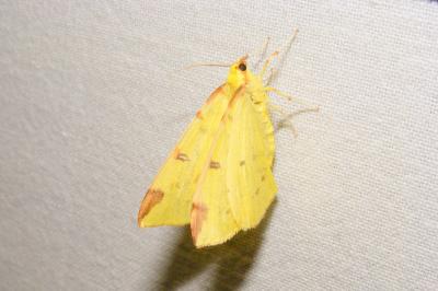 <i>Opisthograptis luteolata</i>