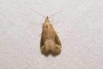 <i>Schrankia costaestrigalis</i>