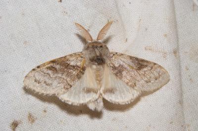 <i>Calliteara pudibunda</i>