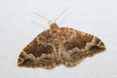 <i>Lampropteryx suffumata</i>