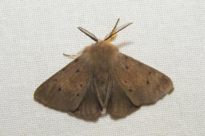 <i>Diaphora mendica</i>