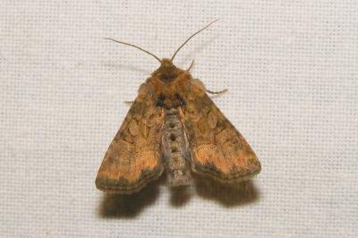 <i>Oligia</i>