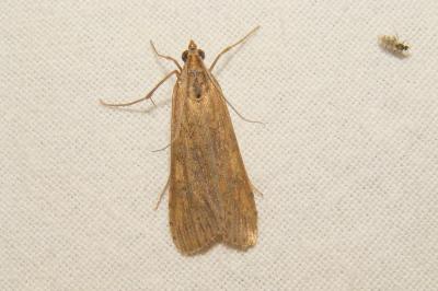 <i>Nomophila noctuella</i>