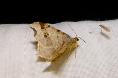 <i>Macaria alternata</i>