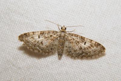 <i>Eupithecia dodoneata</i>