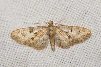 <i>Eupithecia abbreviata</i>