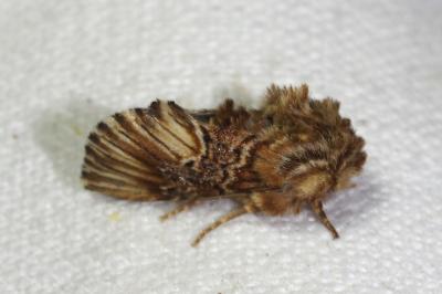 <i>Amephana anarrhini</i>