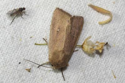 <i>Mythimna sicula</i>