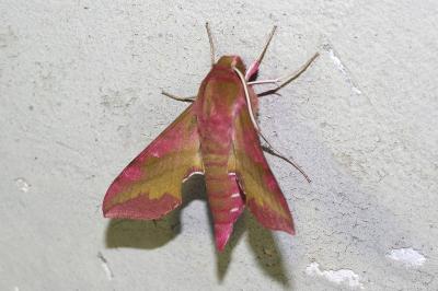 <i>Deilephila porcellus</i>