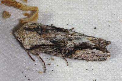 <i>Egira conspicillaris</i>