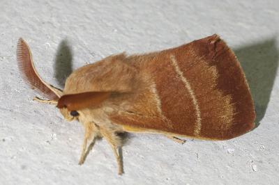 <i>Macrothylacia rubi</i>