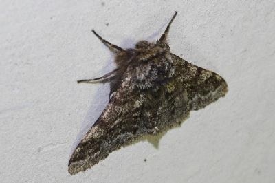 <i>Lycia hirtaria</i>