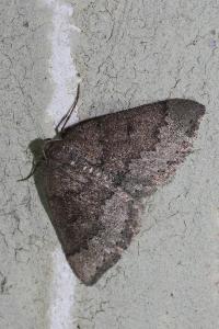 <i>Aleucis distinctata</i>