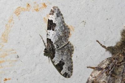 <i>Xanthorhoe fluctuata</i>
