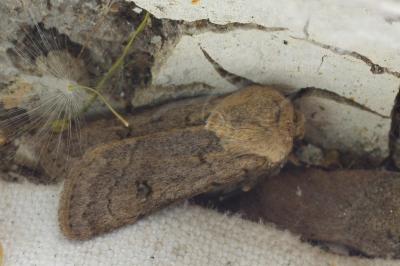 <i>Agrotis turatii</i>