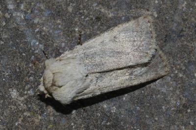 <i>Agrotis turatii</i>