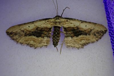 <i>Horisme vitalbata</i>