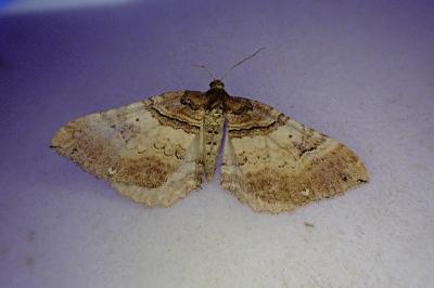 <i>Earophila badiata</i>