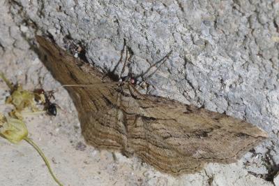<i>Horisme tersata/radicaria</i>