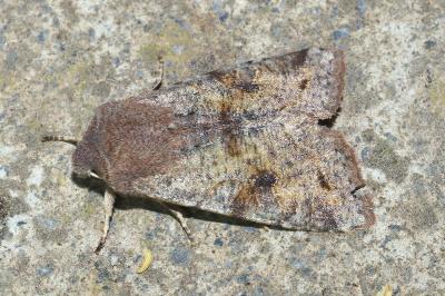 <i>Orthosia incerta</i>