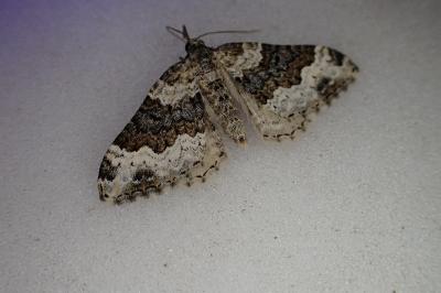 <i>Epirrhoe galiata</i>