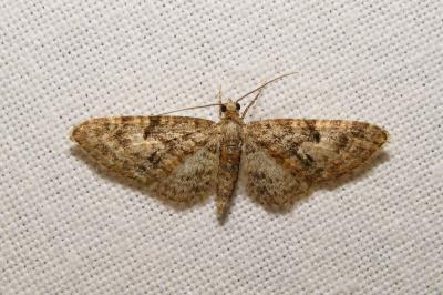 <i>Eupithecia dodoneata</i>