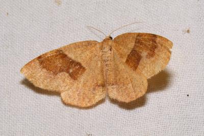 <i>Plagodis pulveraria</i>