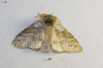 <i>Calliteara pudibunda</i>