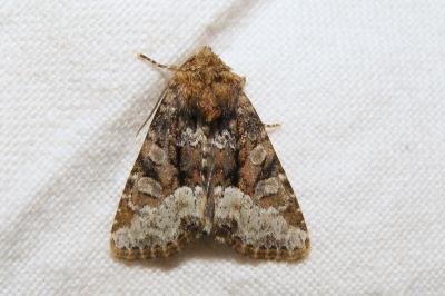 <i>Oligia strigilis/versicolor</i>