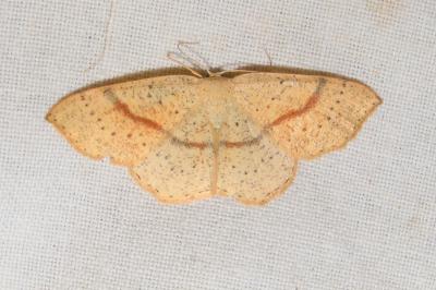 <i>Cyclophora punctaria</i>