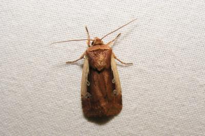 <i>Ochropleura plecta</i>
