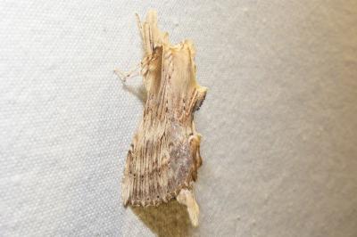 <i>Pterostoma palpina</i>