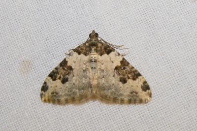 <i>Xanthorhoe fluctuata</i>