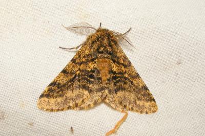 <i>Lycia hirtaria</i>