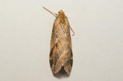 <i>Chesias rufata rufata</i>