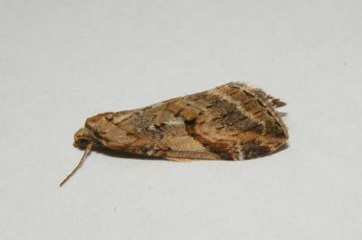 <i>Chesias rufata rufata</i>