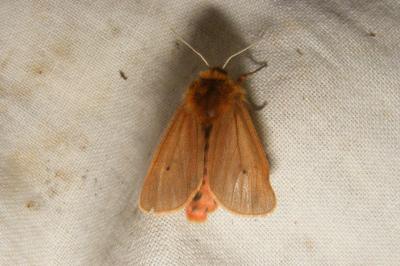 <i>Phragmatobia fuliginosa</i>